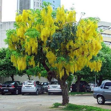 Cây Osaka vàng - Cây Xanh Tân An - Công Ty TNHH TM Đầu Tư Và Xây Dựng Tân An